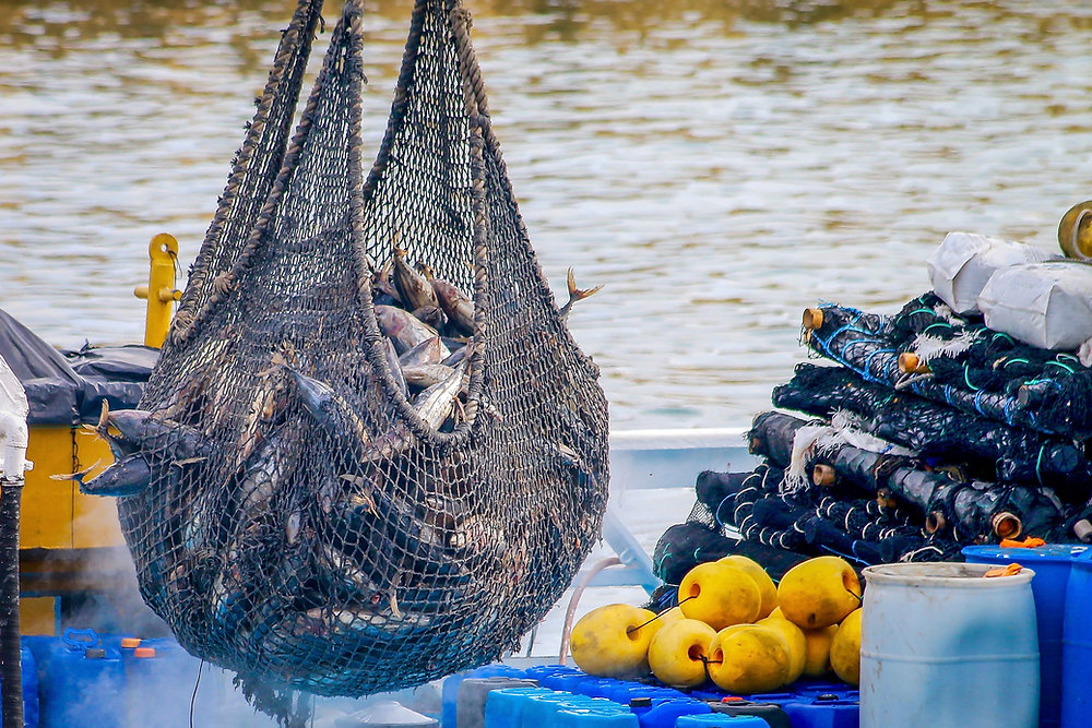 Fishing nets and marine catch