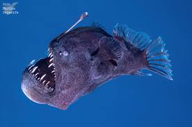 Anglerfish