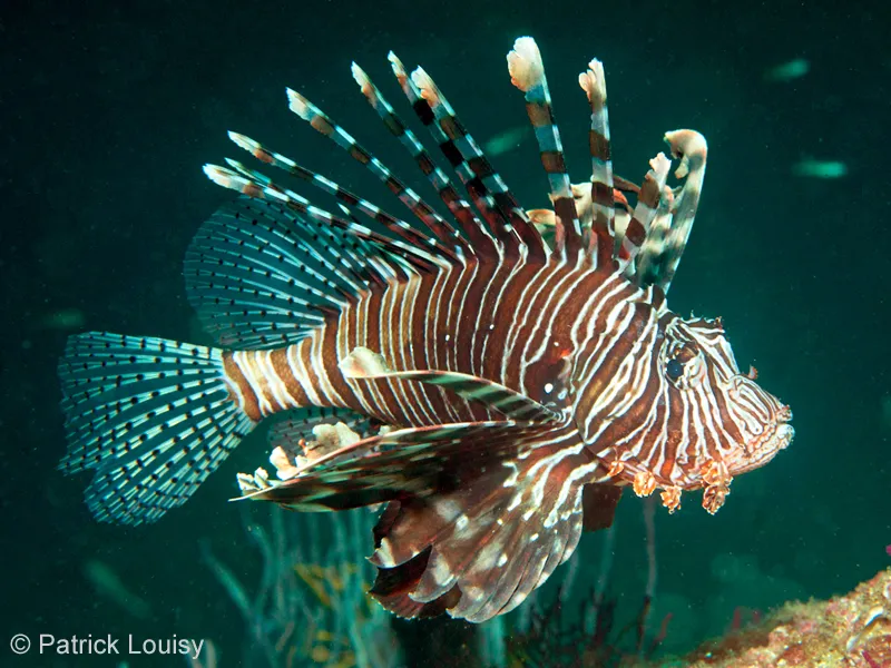 Lionfish