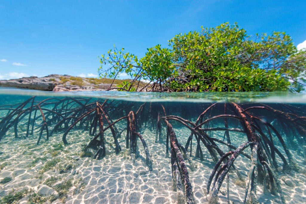 Mangrove trees along a coast