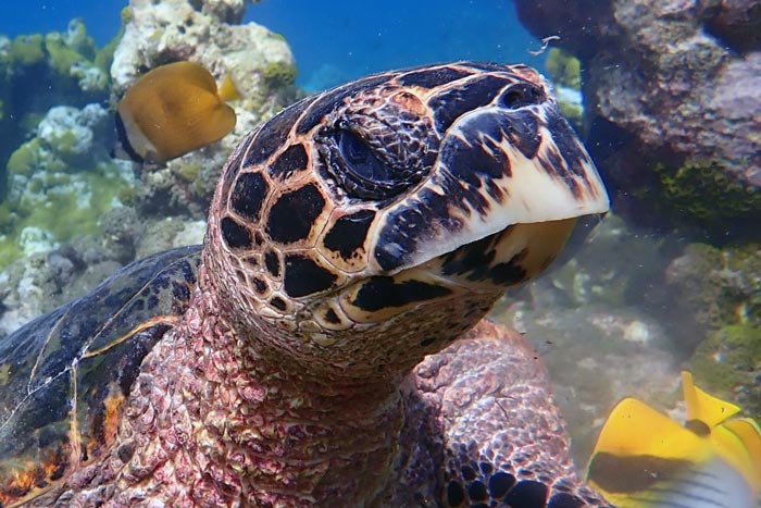 Sea turtle swimming