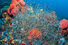 Colorful coral reef