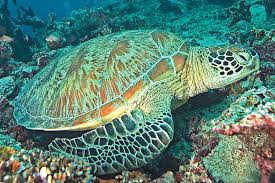 Green sea turtle