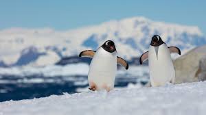 Cold polar coastline